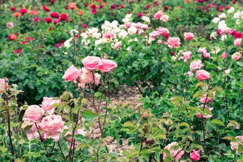 Roses in a garden. Stock Photos