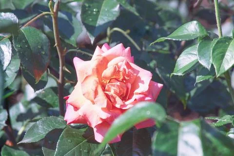 Roses in the garden Foto stock