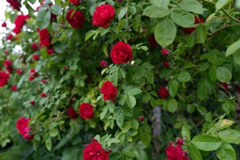 Roses in the garden Stock Photos