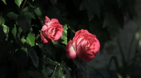 Roses in a garden under sunrays Stock Footage 36117336