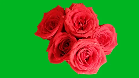 Roses on a green background Video stock 24806929