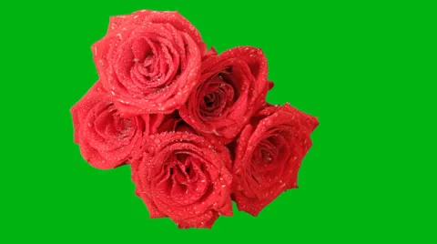 Roses on a green background Stock-Footage 24807228