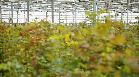 Roses in the greenhouse Video stock 62528089