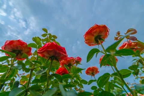 Roses from the ground up Stock Photos