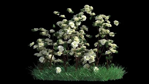 Roses Grow With Grass Vídeos de archivo 104600197