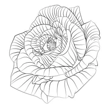 Roses. Hand drawn flower Stock Illustration