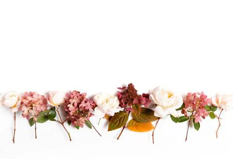 Roses, hydrangea. Flower composition on white background. Stock Photos