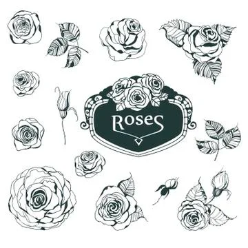 Roses Stock Illustration