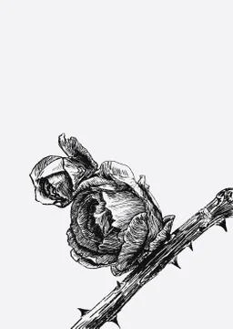 Roses Stock Illustration