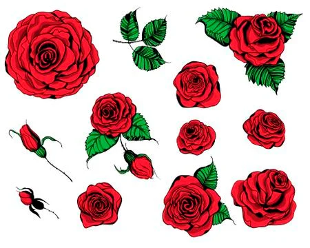 Roses Stock Illustration