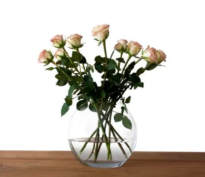 Roses isolated on white Stock Photos