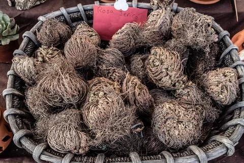 Roses of Jericho in a basket Stock Photos