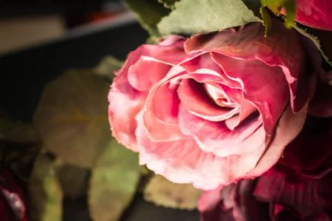 Roses with lights in the darkness. Stock Photos