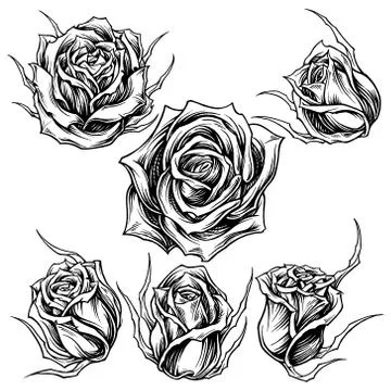 Roses Line Work Stock-Illustration