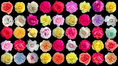 Roses looped rotating with matte Stock Footage 57451738