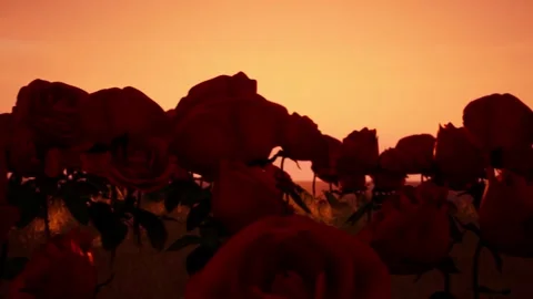 Roses on a meadow with grass and clouds in the background love romance coupl Stock Footage 229340021