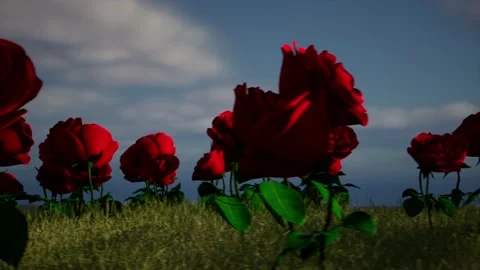 Roses on a meadow with grass and clouds in the background love romance coupl Stock Footage 229340024