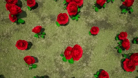 Roses on a meadow with grass view from the top Valentine holidays holidays l Video stock 229340058