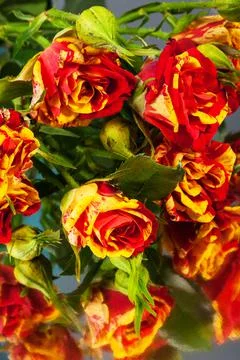 Roses on mirror Foto stock