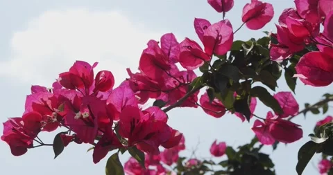 Roses moved by the force of the wind Stock Footage 133905362