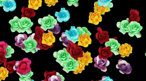 Roses multiple colors falling Stock-Footage 35049228