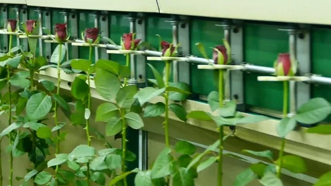 Roses on the packaging machine Stock Footage 74235584