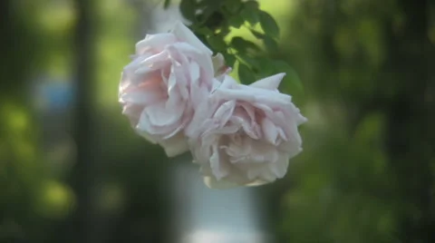 Roses Pale Breeze 動画素材 921741