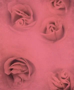 Roses on Paper イラスト素材
