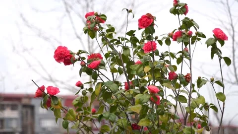 Roses in the park Video stock 237107803