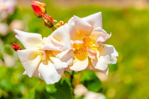 Roses in park Stock-Fotos