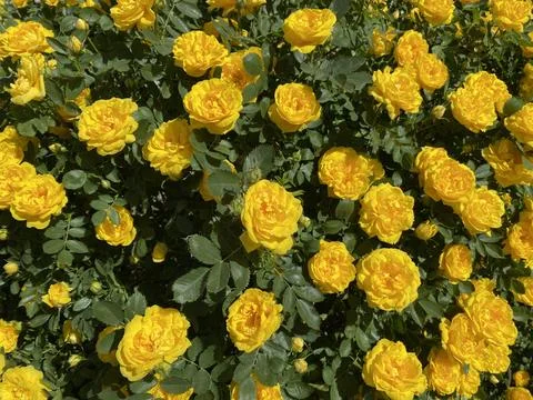 Roses in the park Stock Photos