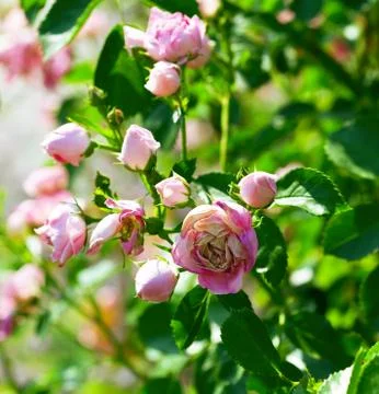 Roses Stock Photos