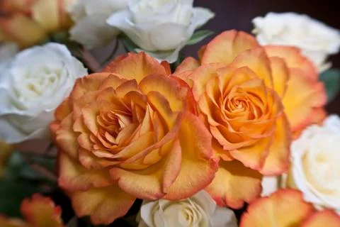 Roses Stock Photos