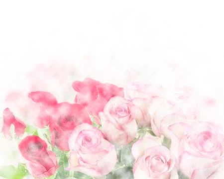 Roses Stock Photos