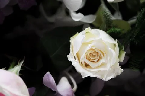 Roses Stock Photos
