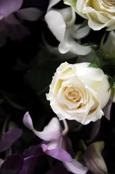 Roses Stock Photos