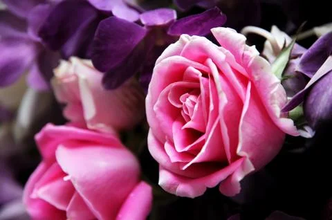 Roses Stock Photos
