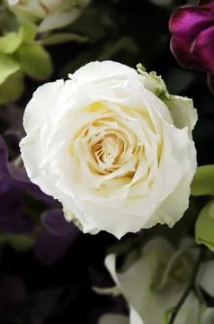 Roses Stock Photos