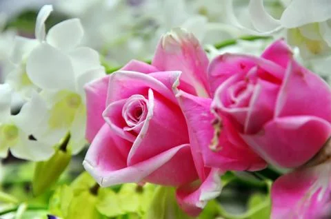 Roses Stock Photos