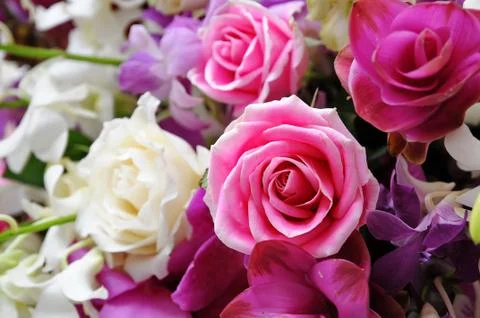 Roses Stock Photos