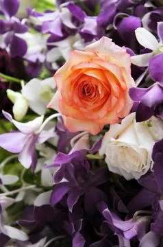 Roses Stock Photos