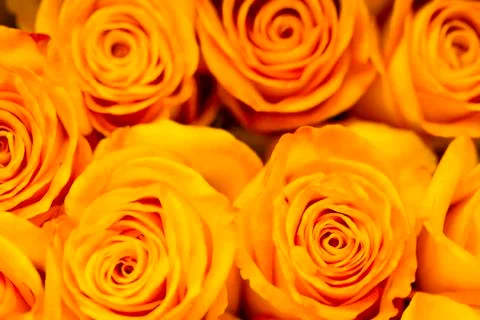 Roses Stock-Fotos