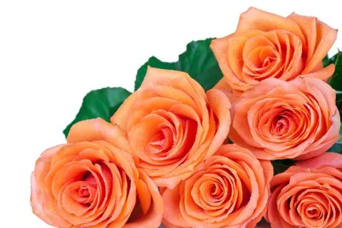 Roses Stock Photos