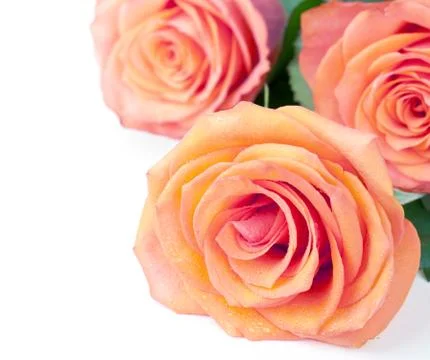 Roses Stock Photos