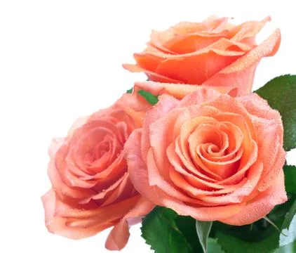 Roses Stock Photos