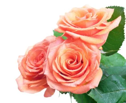 Roses Stock Photos