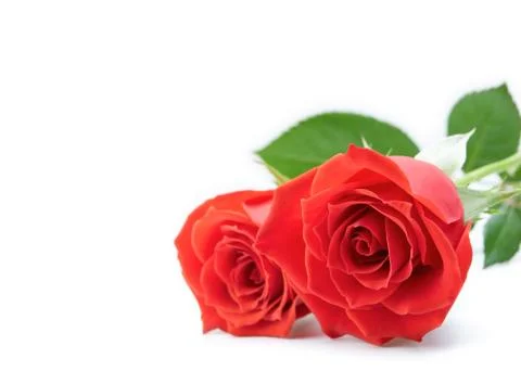 Roses Stock Photos