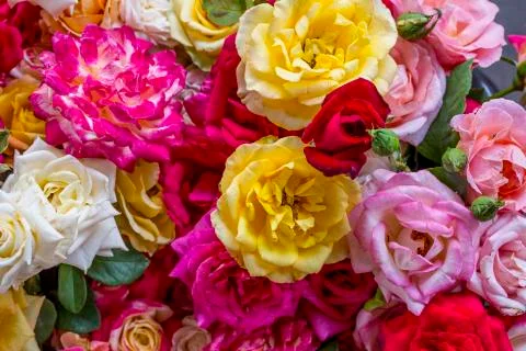 Roses Stock Photos