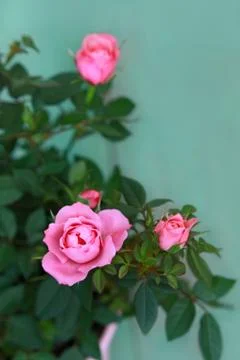 Roses Stock Photos