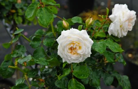 Roses Stock Photos